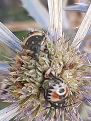 Carpocoris