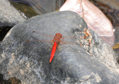 Diplacodes haematodes