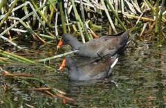 Gallinula tenebrosa