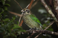 Ailuroedus maculosus