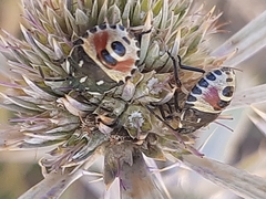 Carpocoris