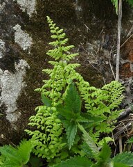 Cystopteris fragilis