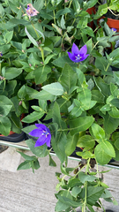 Platycodon grandiflorus