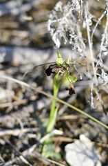 Ophrys fusca