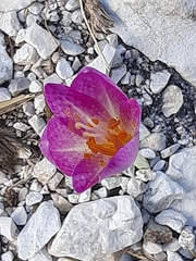 Colchicum lusitanum