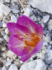 Colchicum lusitanum
