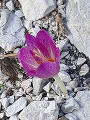 Colchicum lusitanum