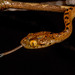 Beddome's Cat Snake - Photo (c) Anil Kumar Verma, some rights reserved (CC BY-NC), uploaded by Anil Kumar Verma