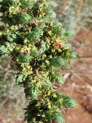 Cliffortia