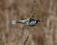 Phylidonyris novaehollandiae