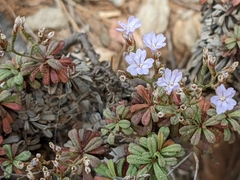 Limonium pseudominutum