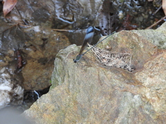 Psolodesmus mandarinus