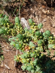 Cliffortia
