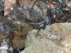 Psolodesmus mandarinus