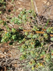 Cliffortia