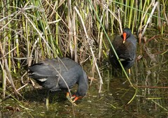 Gallinula tenebrosa