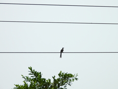 Dendrocitta formosae