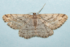 Zermizinga indocilisaria