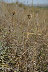 Dianthus pseudarmeria