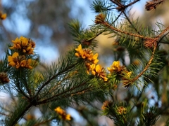 Pultenaea stipularis