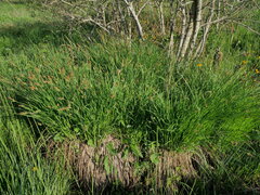 Carex cespitosa