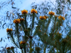 Pultenaea stipularis