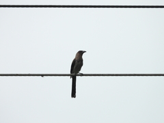 Dendrocitta formosae