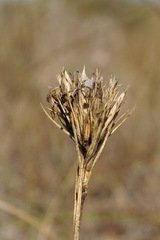 Dianthus pseudarmeria