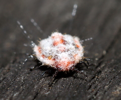 Monophlebidae