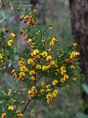 Bossiaea obcordata