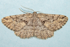 Zermizinga indocilisaria