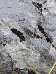 Oedipoda germanica
