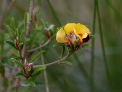 Pultenaea flexilis
