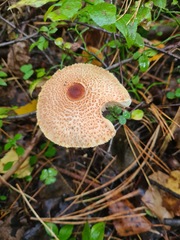 Lepiota castanea