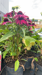 Echinacea purpurea