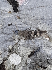 Oedipoda germanica