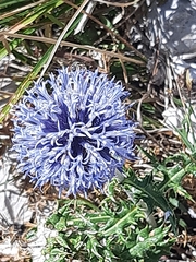 Echinops