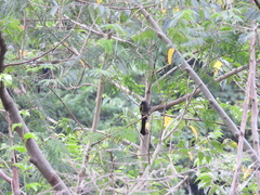 Dendrocitta formosae