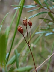 Burchardia umbellata