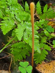 Macrotyphula fistulosa