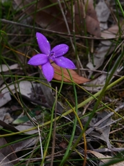 Glossodia minor