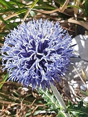 Echinops