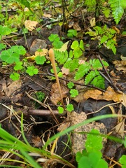 Macrotyphula fistulosa