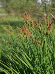 Carex cespitosa