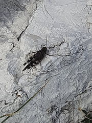Oedipoda