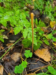 Macrotyphula fistulosa