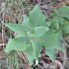 Senecio velleioides
