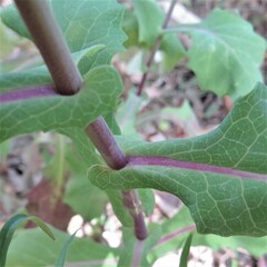 Senecio velleioides