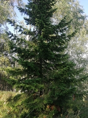 Abies sibirica