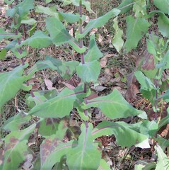Senecio velleioides